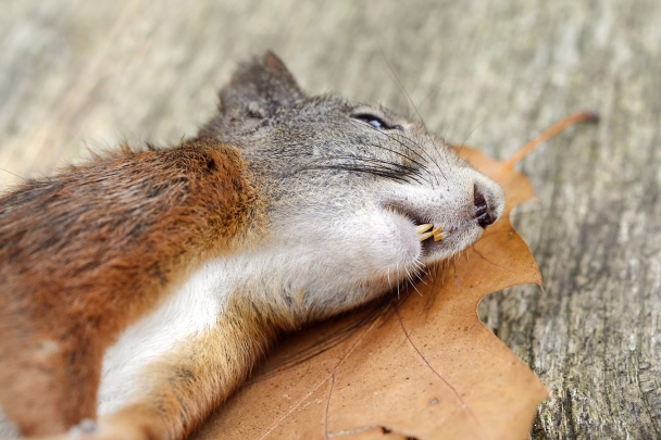 dode eekhoorn 10-2025 2369